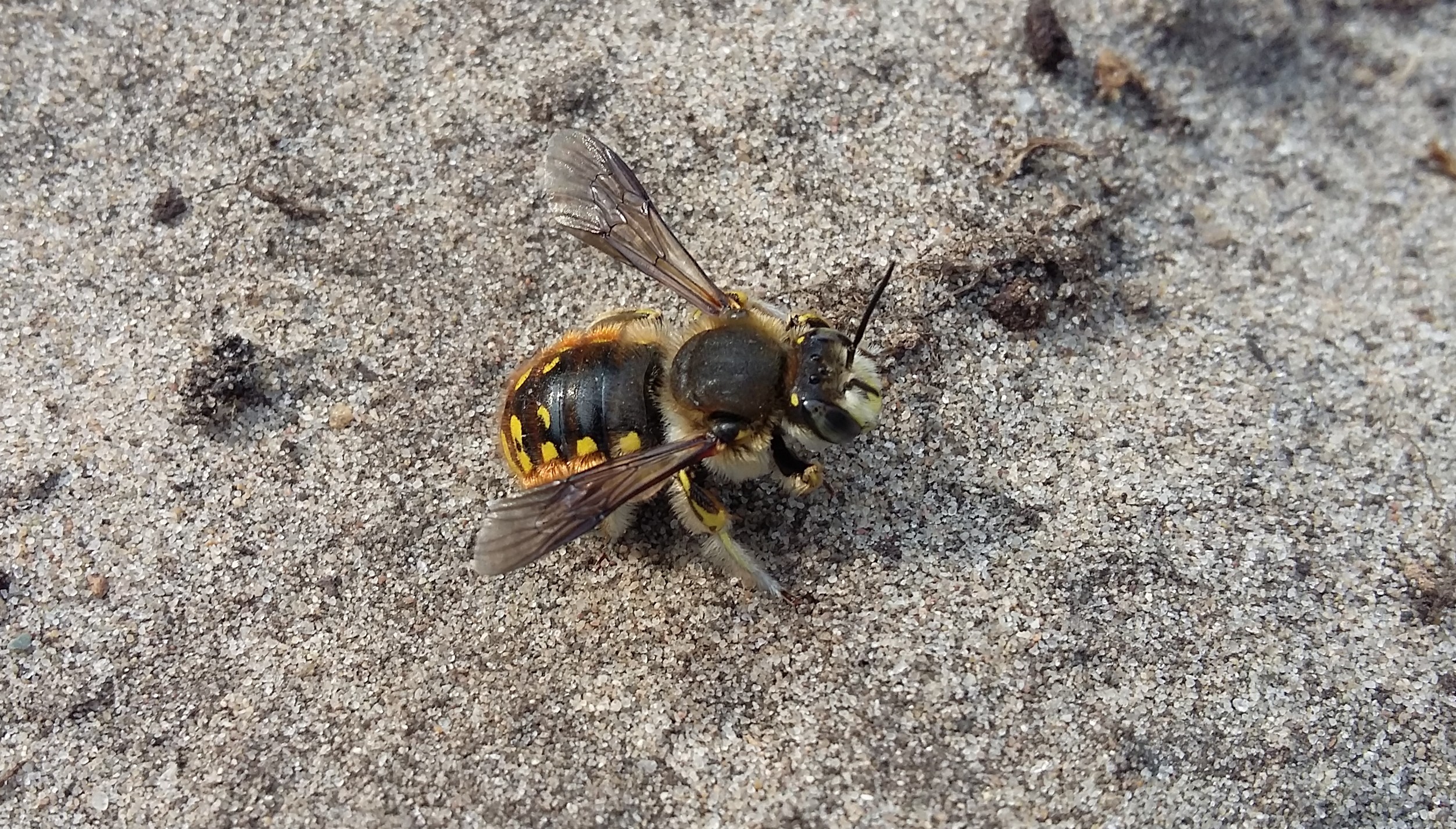 De verschillende wilde bijen in mijn tuin Stektuin