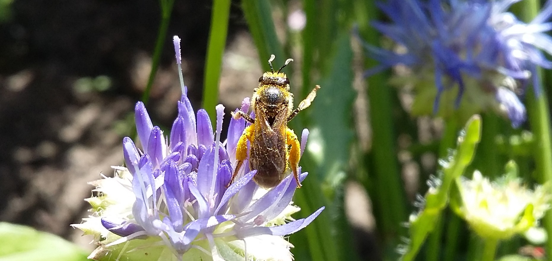 wilde bijen in de tuin