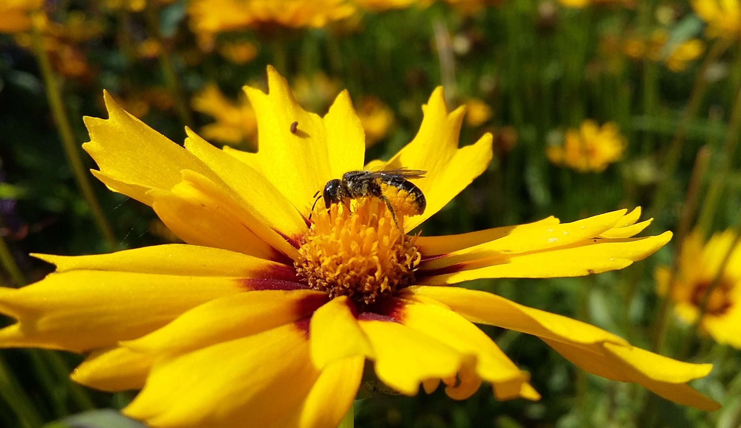 De verschillende wilde bijen in mijn tuin Stektuin